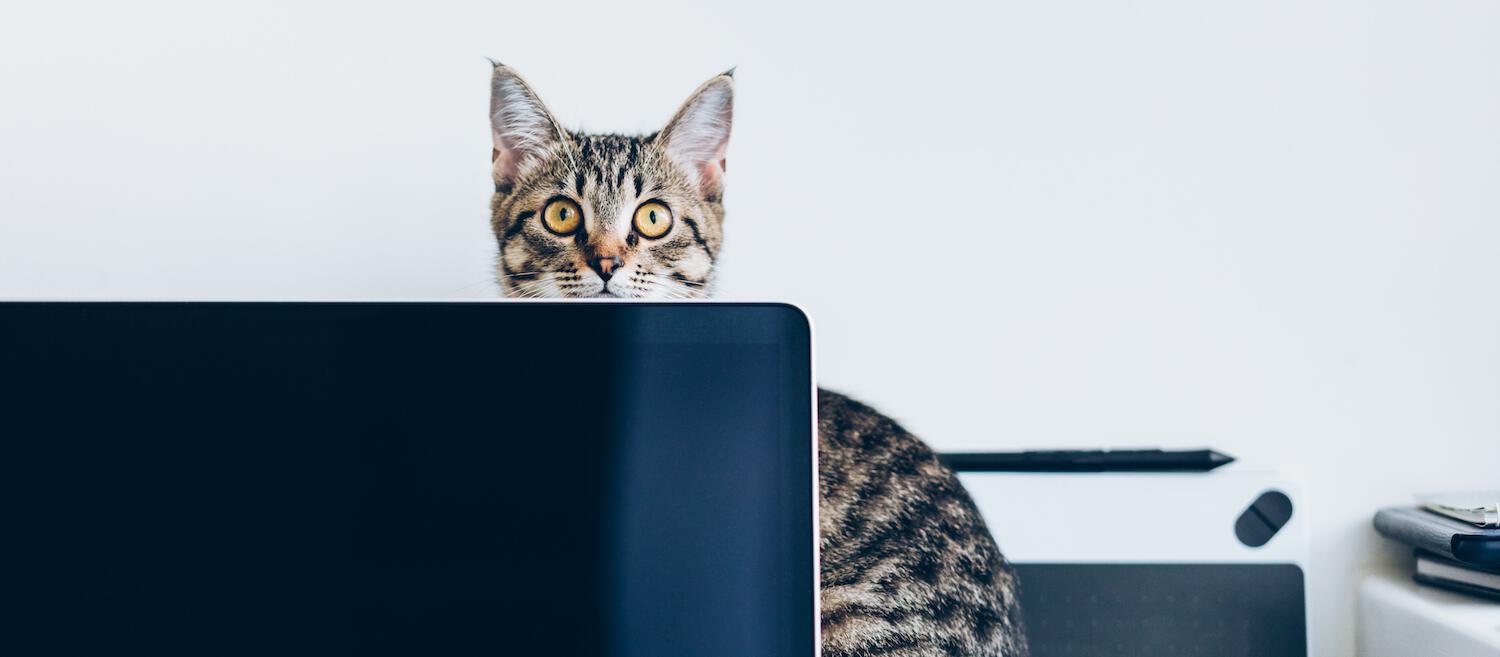 cat hiding behind computer screen