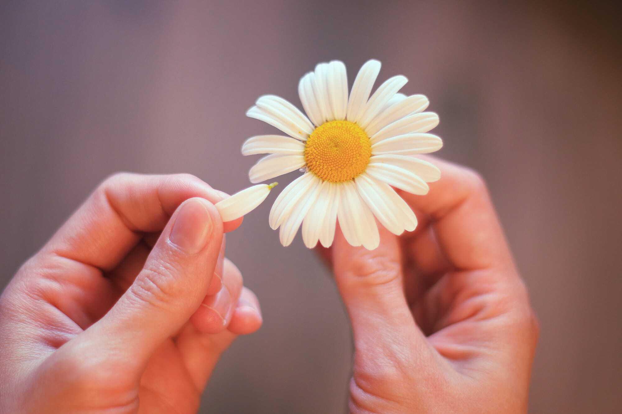 hand picking daisy petals
